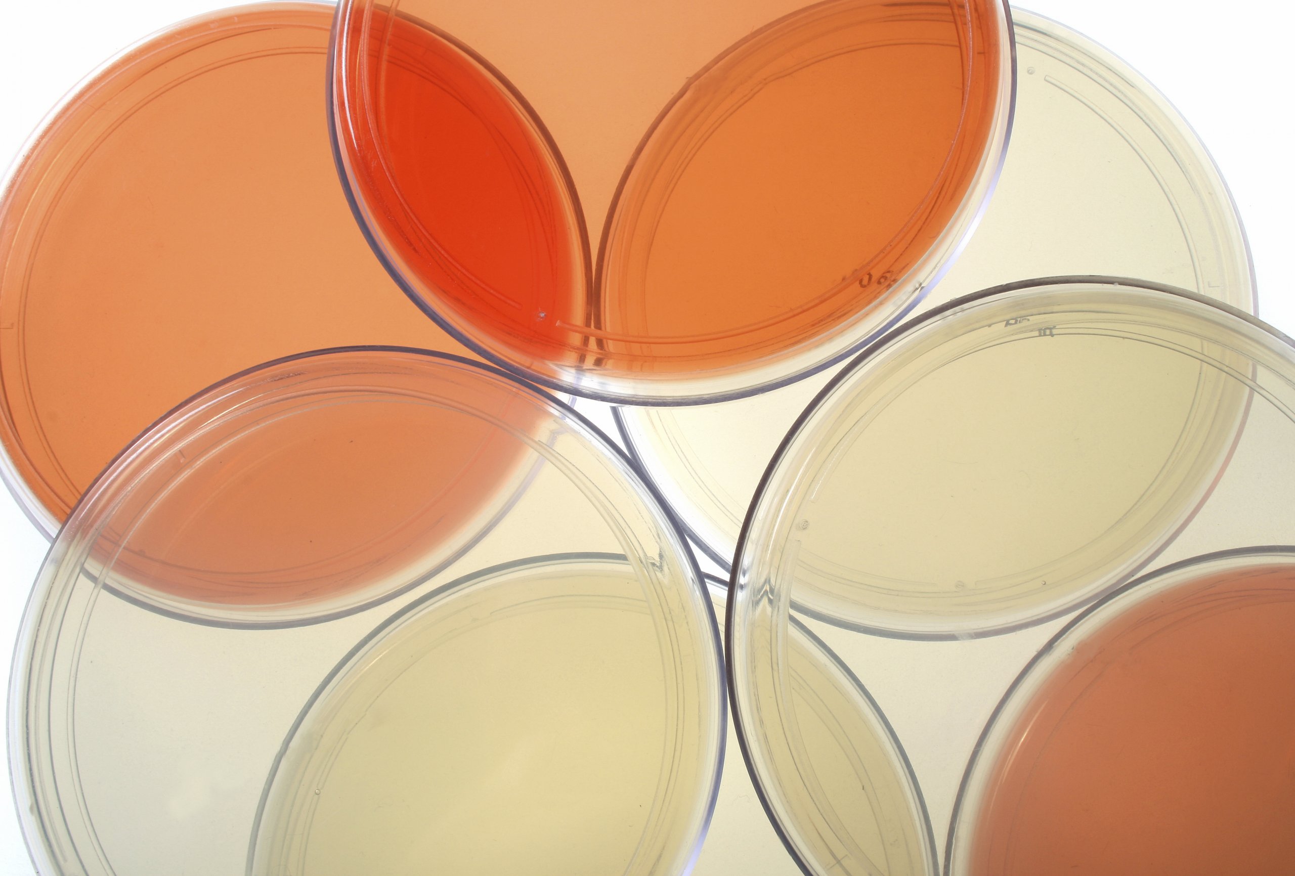 stacked petri dishes